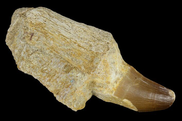 Fossil Rooted Mosasaur (Prognathodon) Tooth - Morocco #116874